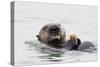 Southern Sea Otter Eats a Clam-Hal Beral-Stretched Canvas