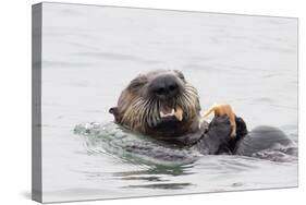 Southern Sea Otter Eats a Clam-Hal Beral-Stretched Canvas
