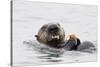 Southern Sea Otter Eats a Clam-Hal Beral-Stretched Canvas