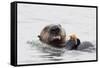 Southern Sea Otter Eats a Clam-Hal Beral-Framed Stretched Canvas