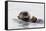 Southern Sea Otter Eats a Clam-Hal Beral-Framed Stretched Canvas