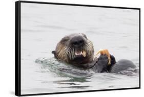 Southern Sea Otter Eats a Clam-Hal Beral-Framed Stretched Canvas