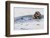 Southern Sea Otter Eats a Clam-Hal Beral-Framed Premium Photographic Print