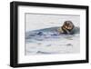 Southern Sea Otter Eats a Clam-Hal Beral-Framed Premium Photographic Print