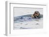 Southern Sea Otter Eats a Clam-Hal Beral-Framed Premium Photographic Print