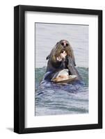 Southern Sea Otter Eats a Clam-Hal Beral-Framed Photographic Print