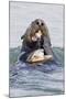 Southern Sea Otter Eats a Clam-Hal Beral-Mounted Photographic Print