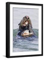 Southern Sea Otter Eats a Clam-Hal Beral-Framed Photographic Print