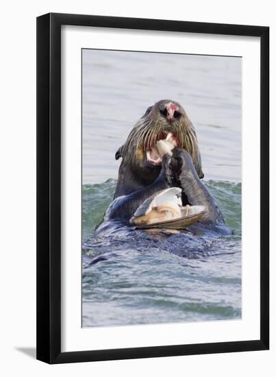 Southern Sea Otter Eats a Clam-Hal Beral-Framed Photographic Print