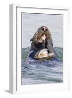 Southern Sea Otter Eats a Clam-Hal Beral-Framed Photographic Print