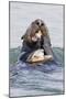 Southern Sea Otter Eats a Clam-Hal Beral-Mounted Photographic Print