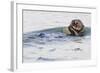 Southern Sea Otter Eats a Clam-Hal Beral-Framed Photographic Print