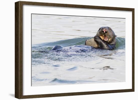 Southern Sea Otter Eats a Clam-Hal Beral-Framed Photographic Print