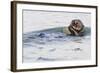 Southern Sea Otter Eats a Clam-Hal Beral-Framed Photographic Print