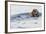 Southern Sea Otter Eats a Clam-Hal Beral-Framed Photographic Print