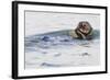 Southern Sea Otter Eats a Clam-Hal Beral-Framed Photographic Print