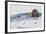 Southern Sea Otter Eats a Clam-Hal Beral-Framed Photographic Print