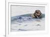 Southern Sea Otter Eats a Clam-Hal Beral-Framed Photographic Print