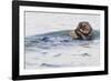 Southern Sea Otter Eats a Clam-Hal Beral-Framed Photographic Print