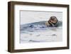 Southern Sea Otter Eats a Clam-Hal Beral-Framed Photographic Print