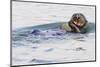 Southern Sea Otter Eats a Clam-Hal Beral-Mounted Photographic Print