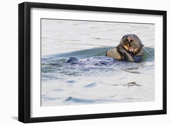 Southern Sea Otter Eats a Clam-Hal Beral-Framed Photographic Print