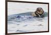 Southern Sea Otter Eats a Clam-Hal Beral-Framed Photographic Print