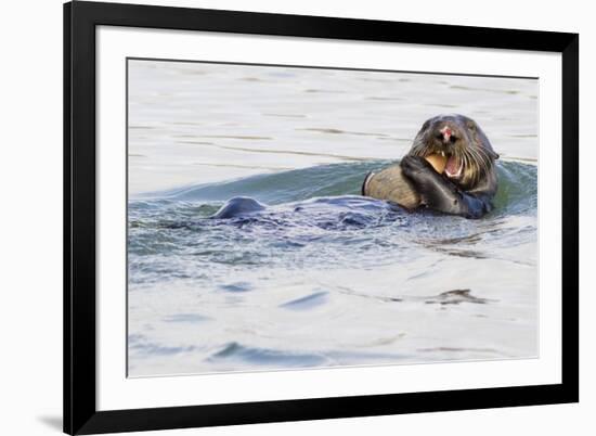 Southern Sea Otter Eats a Clam-Hal Beral-Framed Photographic Print