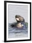 Southern Sea Otter Eats a Clam-Hal Beral-Framed Photographic Print