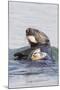 Southern Sea Otter Eats a Clam-Hal Beral-Mounted Photographic Print