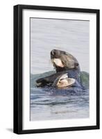 Southern Sea Otter Eats a Clam-Hal Beral-Framed Photographic Print