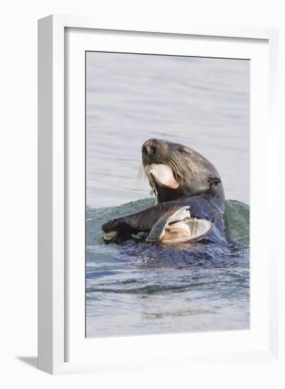 Southern Sea Otter Eats a Clam-Hal Beral-Framed Photographic Print