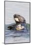 Southern Sea Otter Eats a Clam-Hal Beral-Mounted Photographic Print