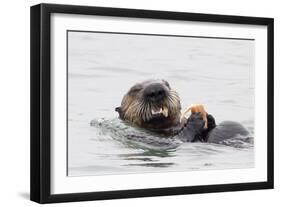 Southern Sea Otter Eats a Clam-Hal Beral-Framed Photographic Print