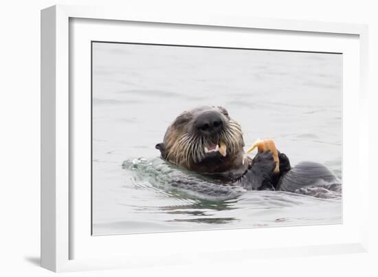 Southern Sea Otter Eats a Clam-Hal Beral-Framed Photographic Print