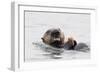 Southern Sea Otter Eats a Clam-Hal Beral-Framed Photographic Print