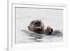 Southern Sea Otter Eats a Clam-Hal Beral-Framed Photographic Print