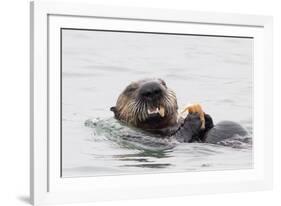 Southern Sea Otter Eats a Clam-Hal Beral-Framed Photographic Print