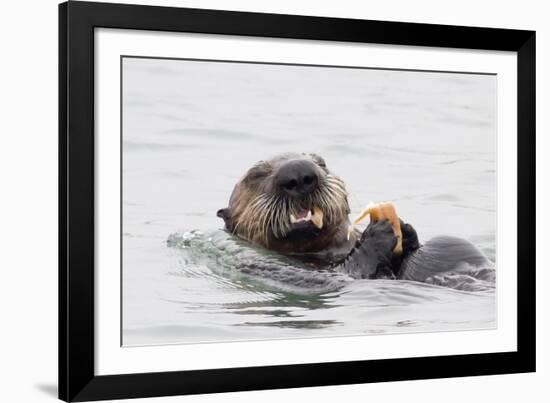 Southern Sea Otter Eats a Clam-Hal Beral-Framed Photographic Print