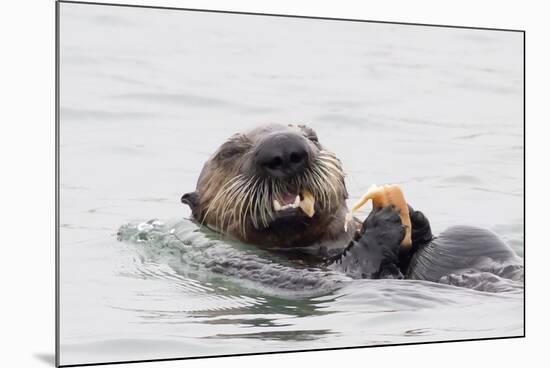 Southern Sea Otter Eats a Clam-Hal Beral-Mounted Photographic Print