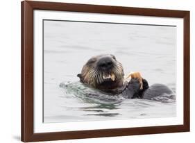 Southern Sea Otter Eats a Clam-Hal Beral-Framed Photographic Print