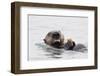 Southern Sea Otter Eats a Clam-Hal Beral-Framed Photographic Print