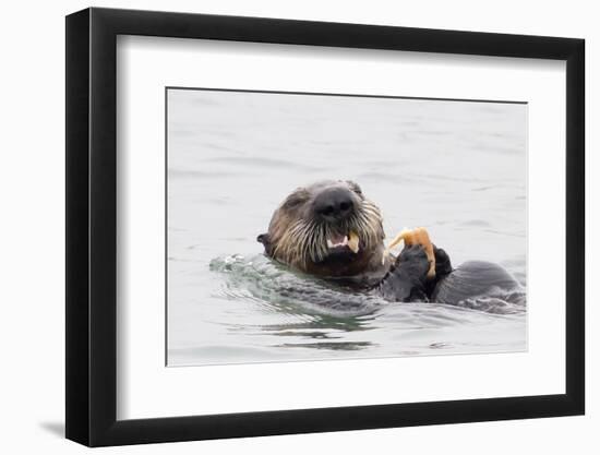 Southern Sea Otter Eats a Clam-Hal Beral-Framed Photographic Print