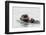 Southern Sea Otter Eats a Clam-Hal Beral-Framed Photographic Print