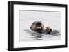 Southern Sea Otter Eats a Clam-Hal Beral-Framed Photographic Print