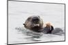 Southern Sea Otter Eats a Clam-Hal Beral-Mounted Photographic Print