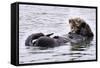 Southern Sea Otter Floats with Paws out of the Water-Hal Beral-Framed Stretched Canvas