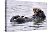 Southern Sea Otter Floats with Paws out of the Water-Hal Beral-Stretched Canvas