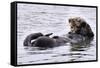 Southern Sea Otter Floats with Paws out of the Water-Hal Beral-Framed Stretched Canvas