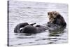 Southern Sea Otter Floats with Paws out of the Water-Hal Beral-Stretched Canvas